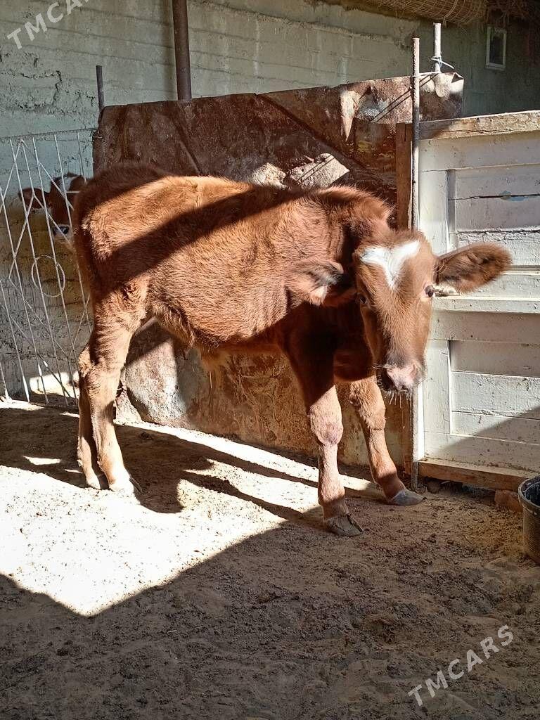 okuz - Гумдаг - img 2