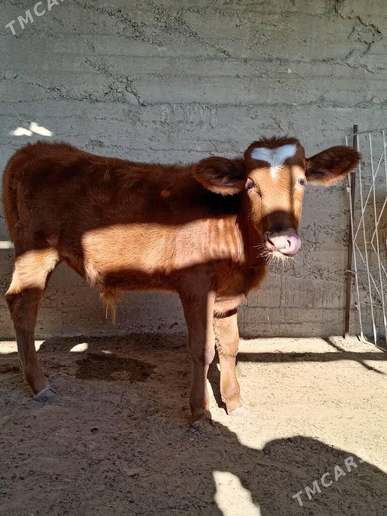 okuz - Гумдаг - img 3