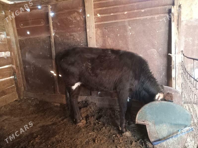 Gacar - Берекет - img 1