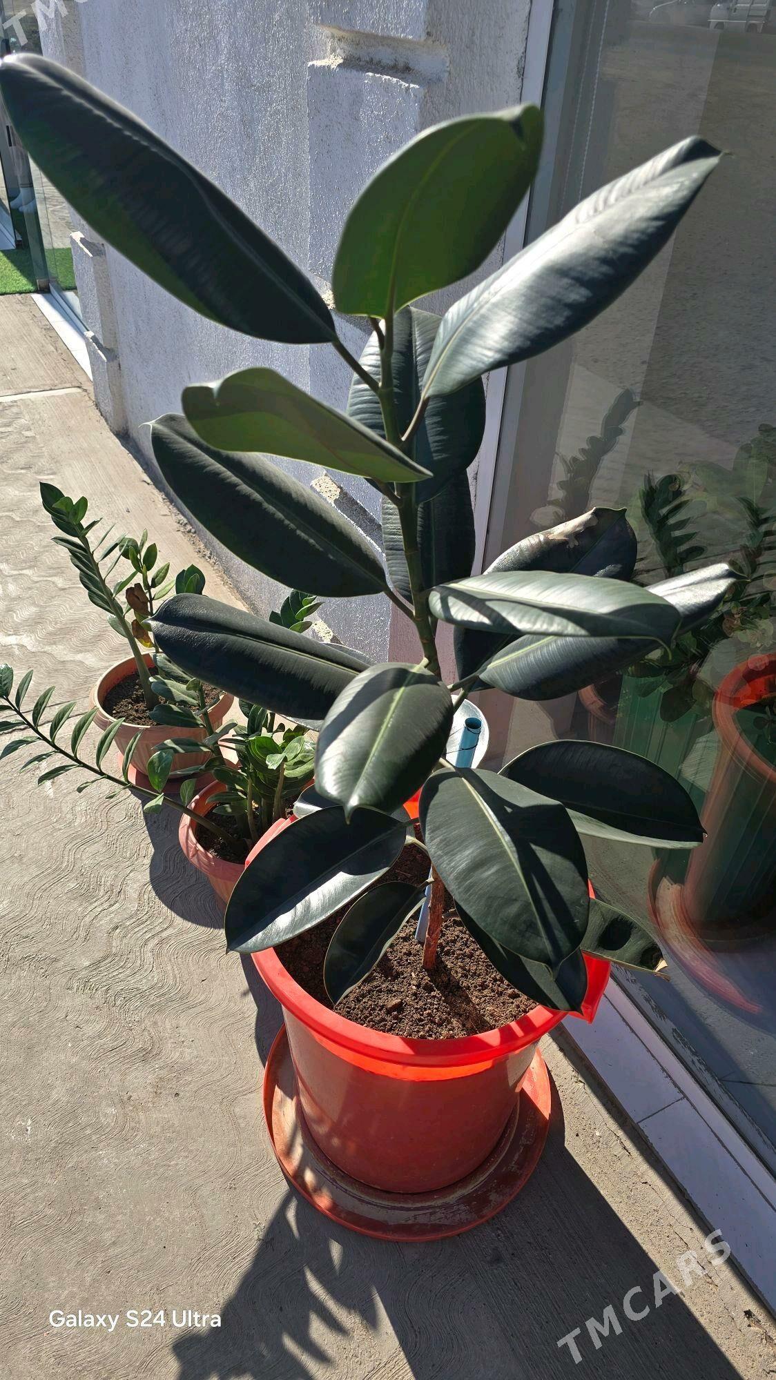 guller - Дашогуз - img 1