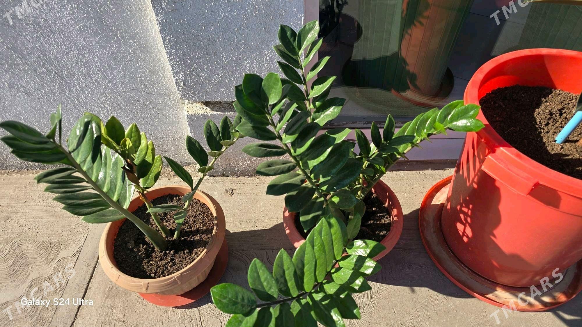 guller - Дашогуз - img 2