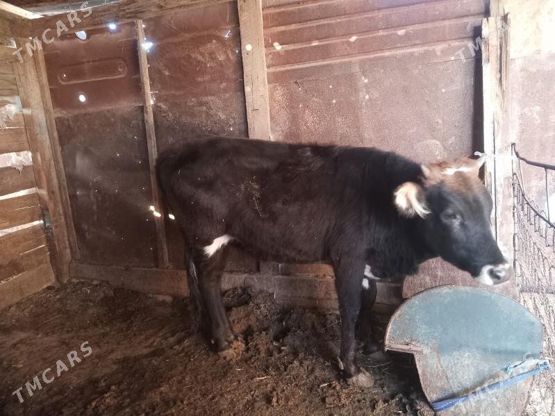 Gacar - Берекет - img 2