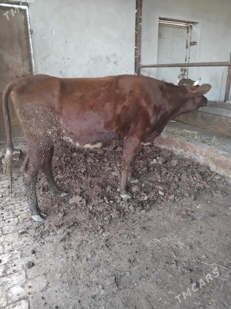 unajyn - Туркменабат - img 2