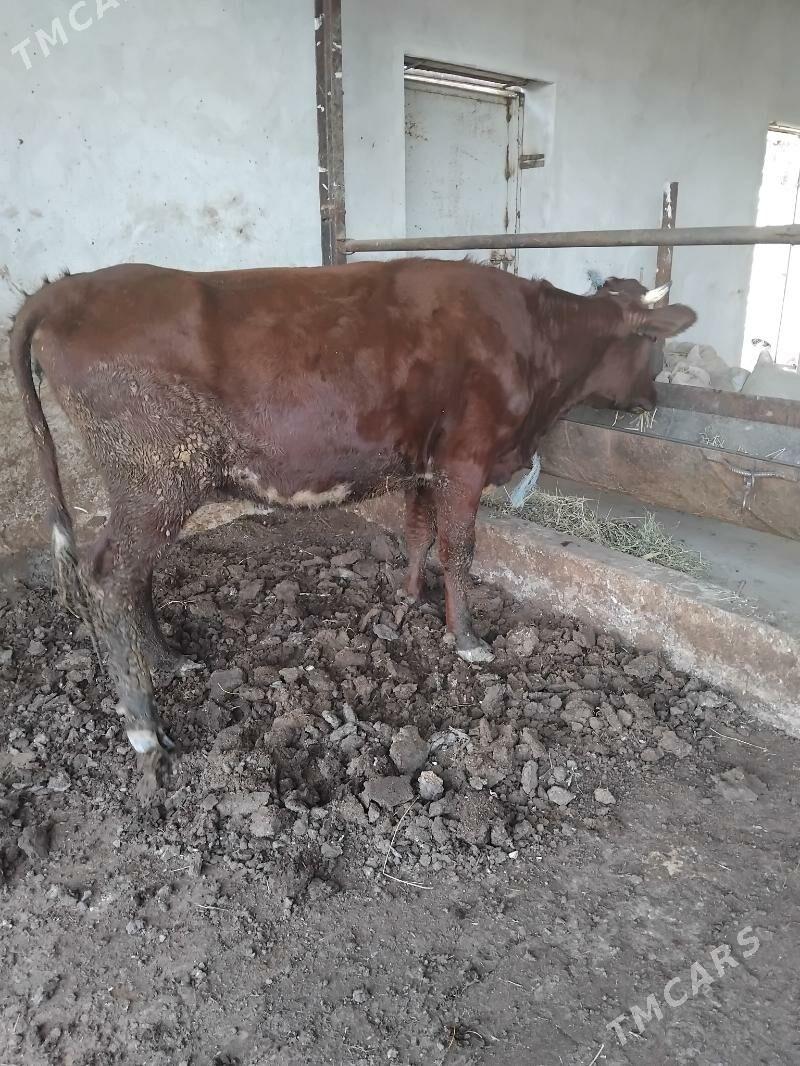 unajyn - Туркменабат - img 4