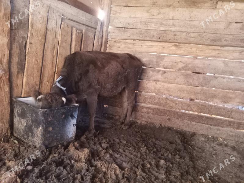 Sygyr - Берекет - img 2