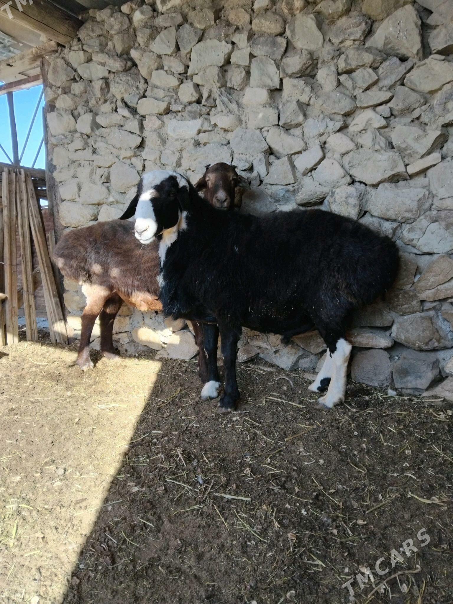 Goc - Берекет - img 2