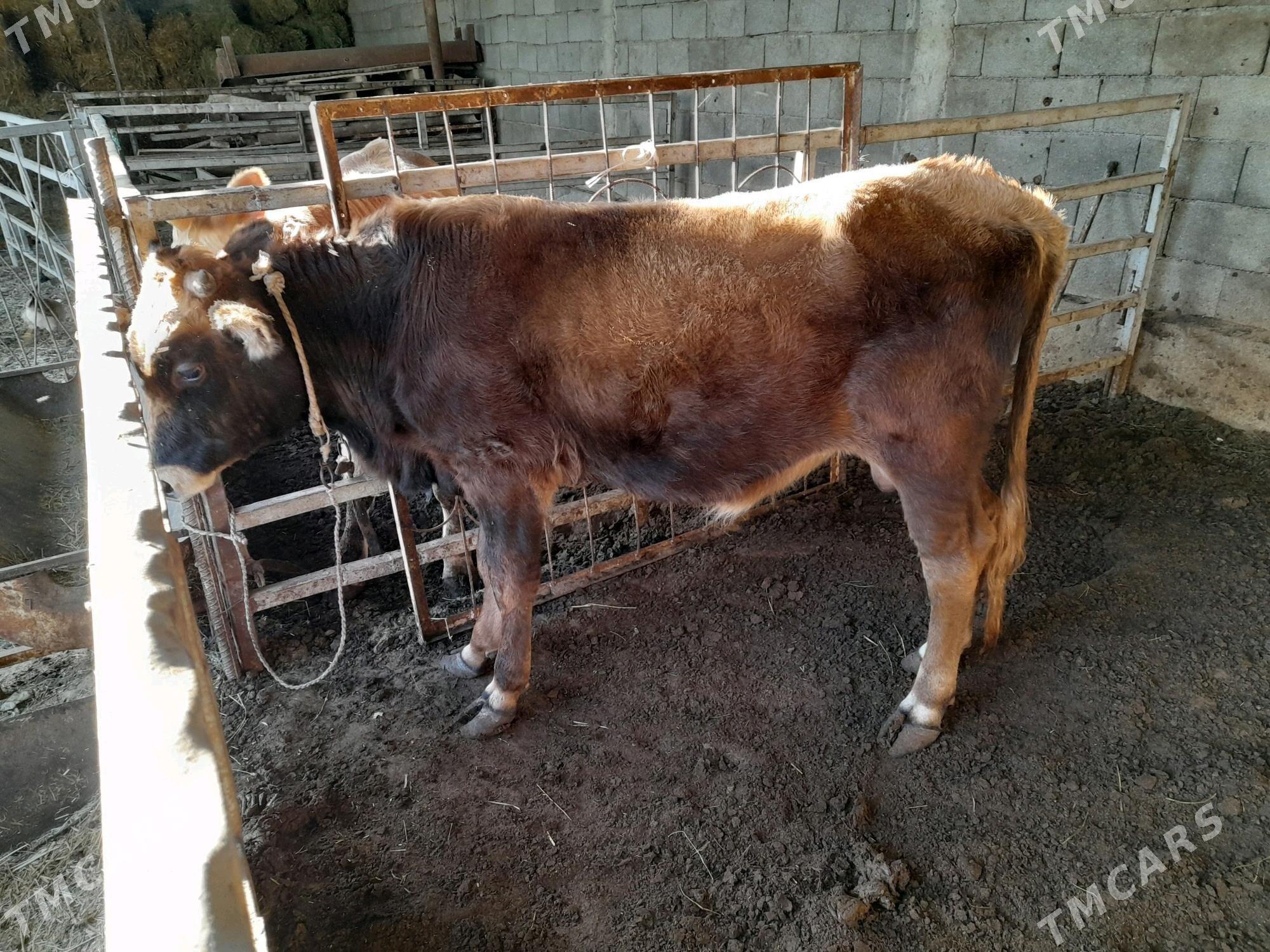 ökuz - Анев - img 2