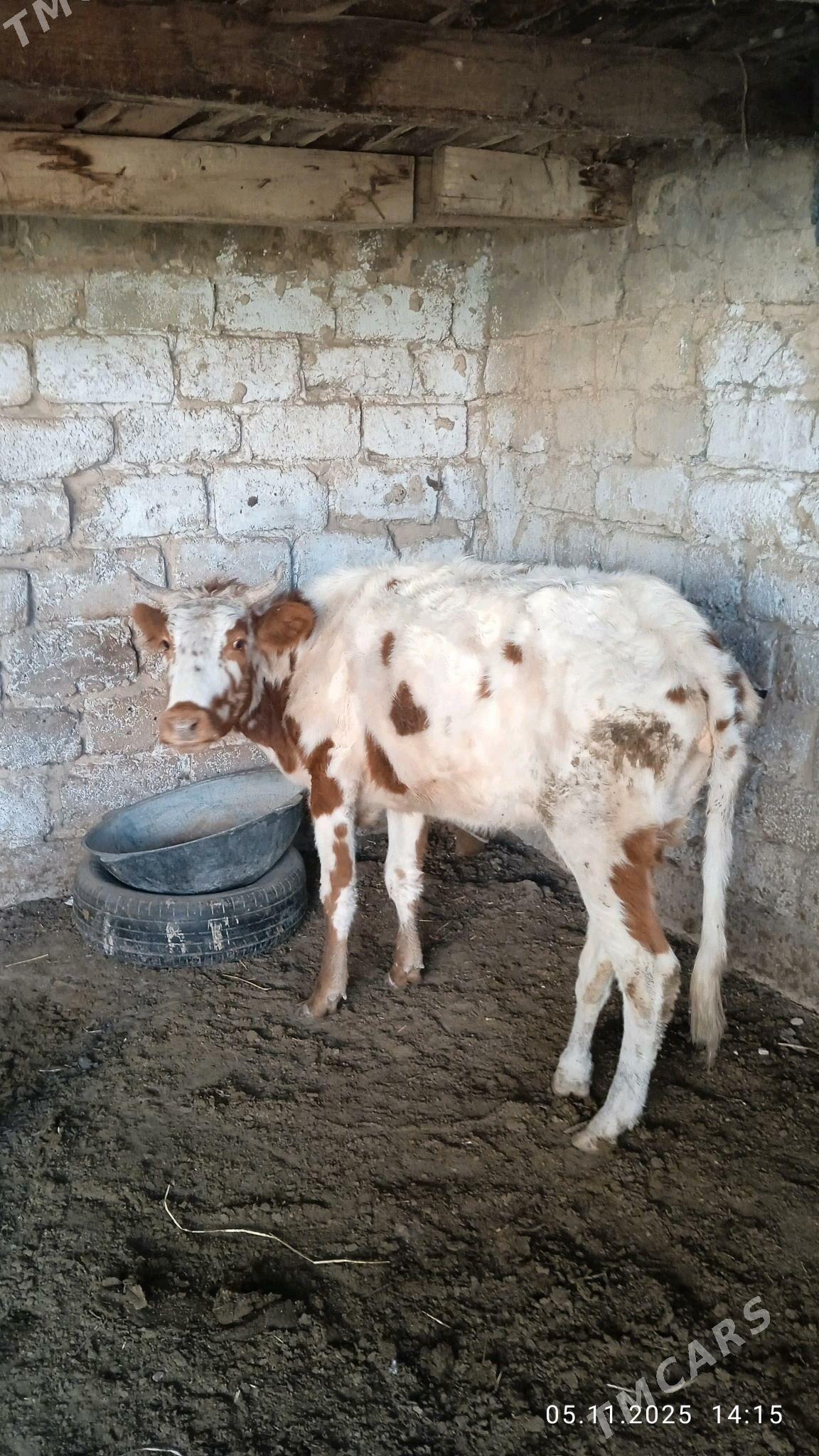 gysyrsygyr - Чоганлы - img 1