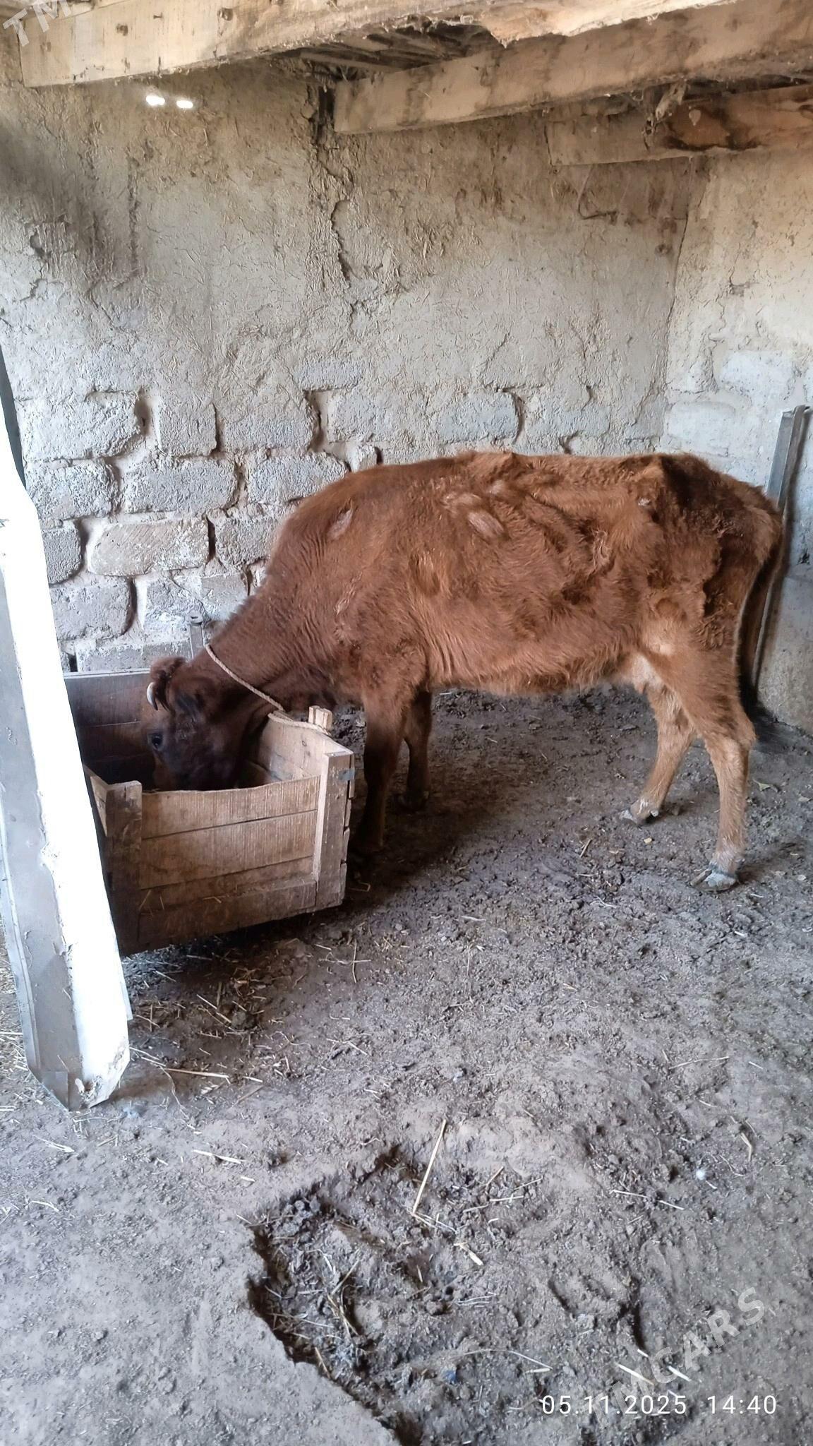 gysyrsygyr - Чоганлы - img 2