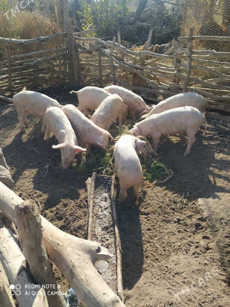 Donuz - Hojambaz - img 2