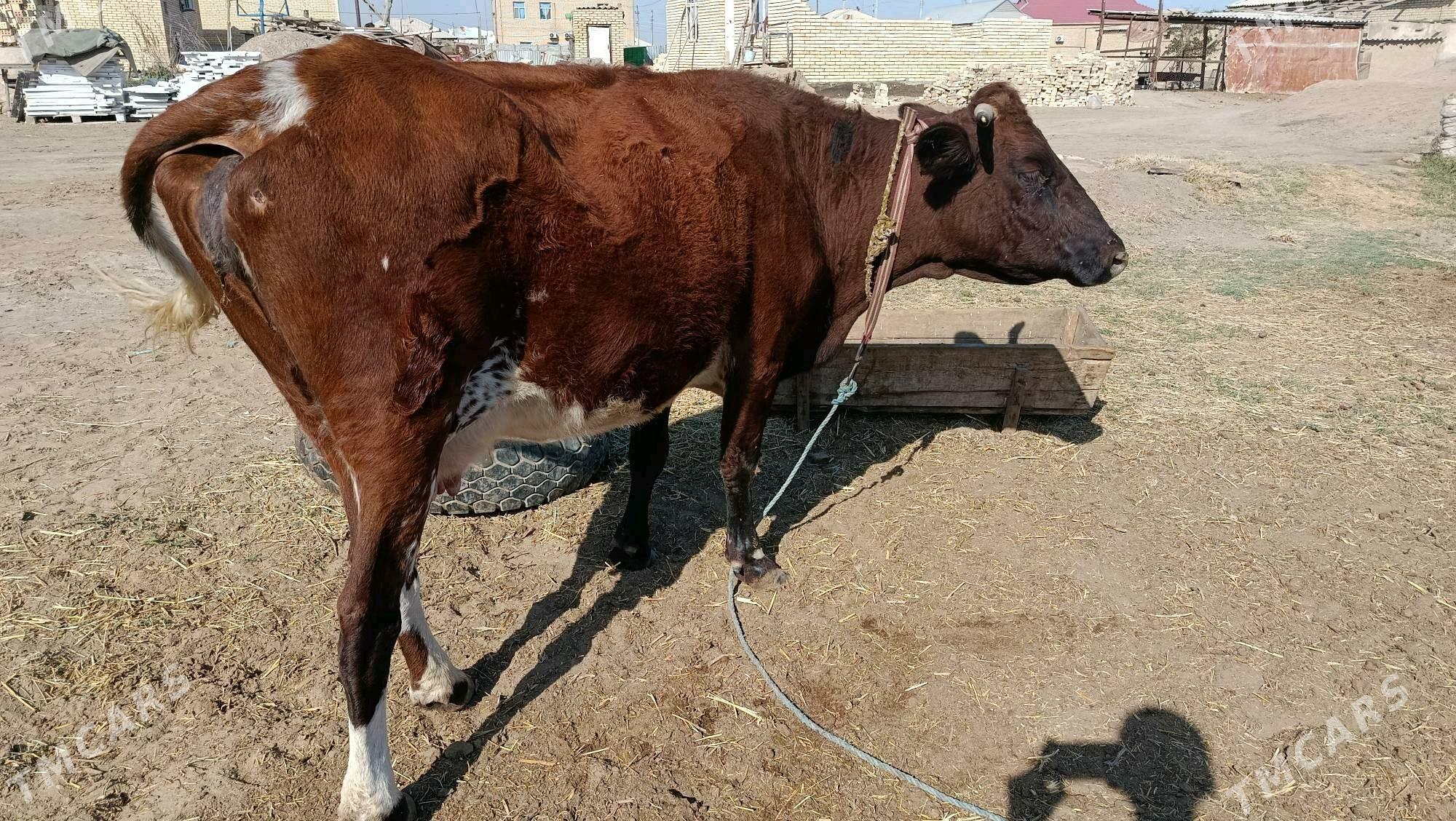 sygyr - Мары - img 2