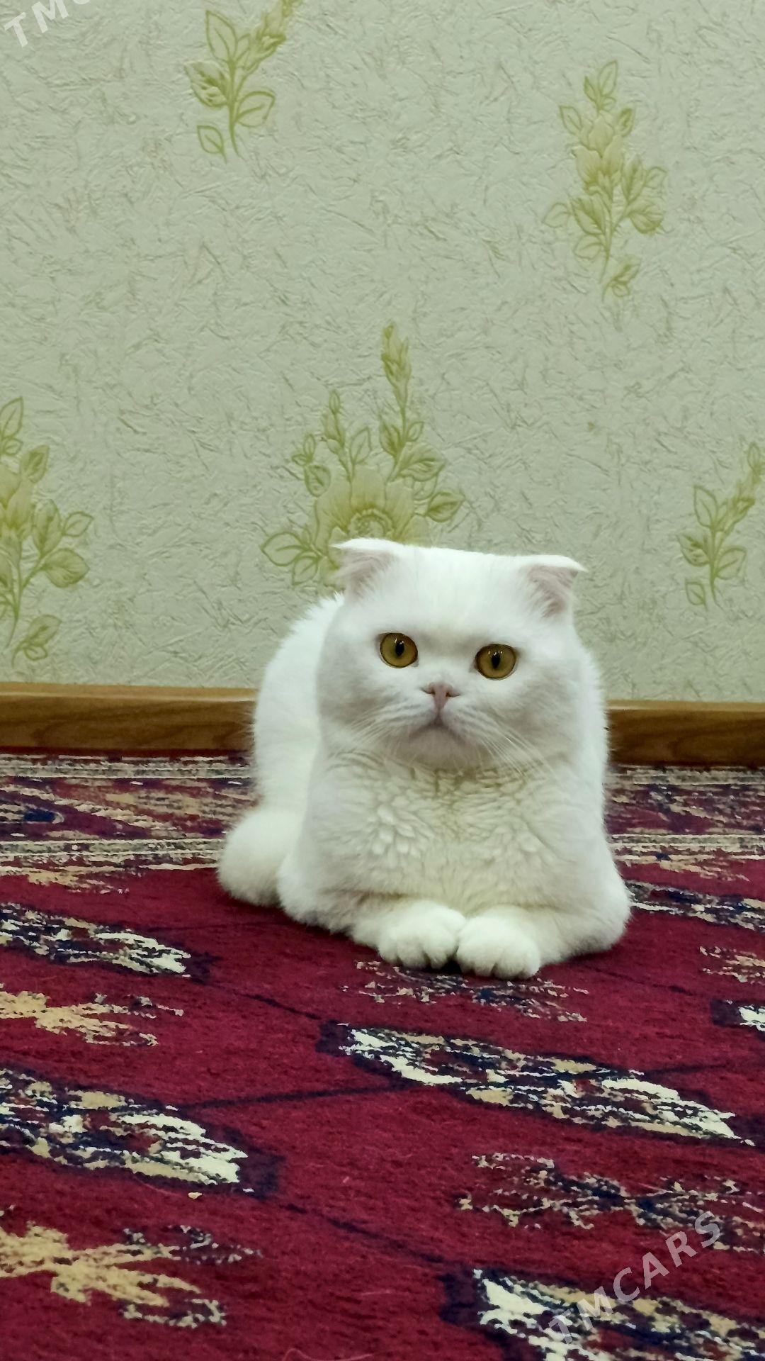 кот для вязки срочно!!! - Mary - img 3