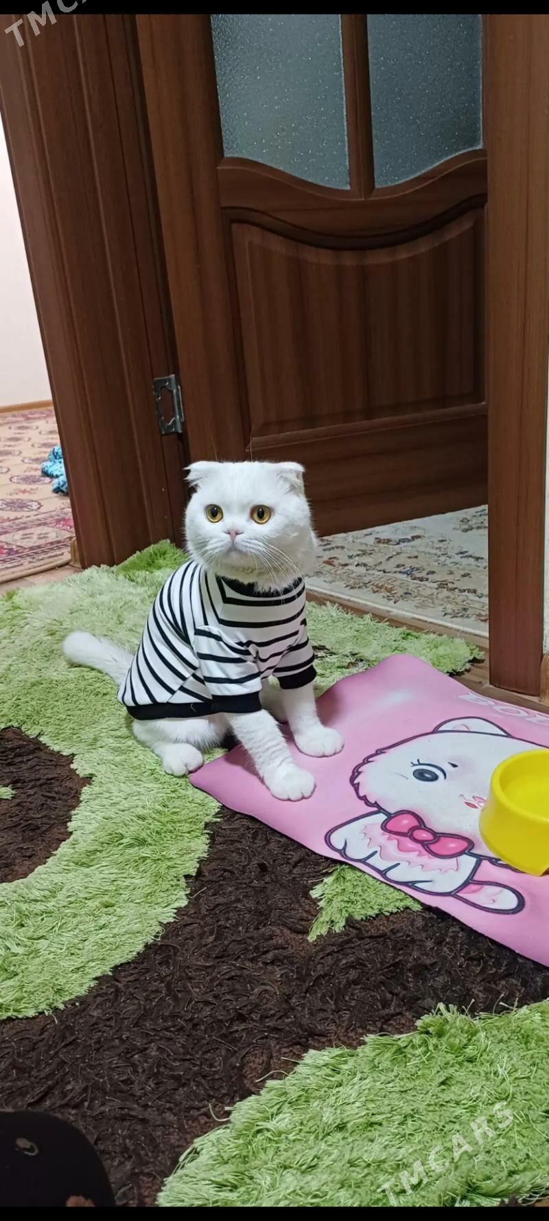 кот для вязки срочно!!! - Mary - img 2