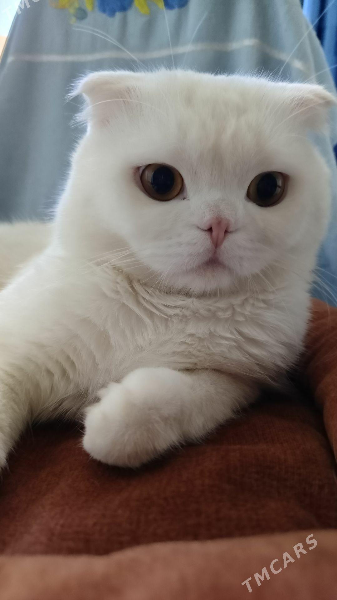 кот для вязки срочно!!! - Mary - img 5