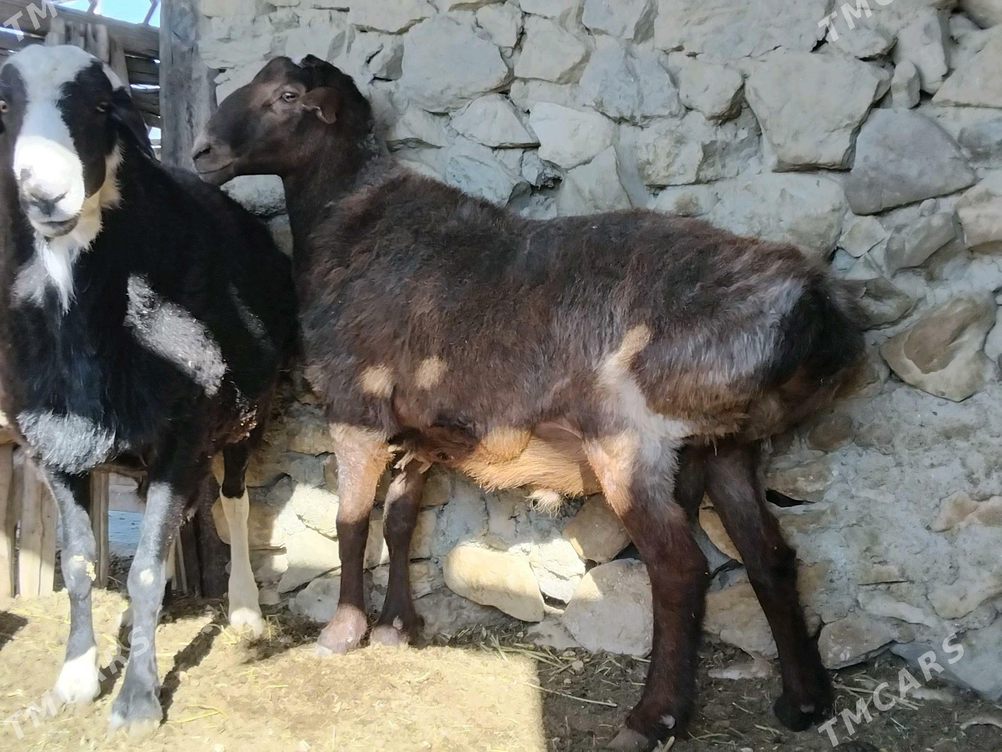 Goc - Берекет - img 4