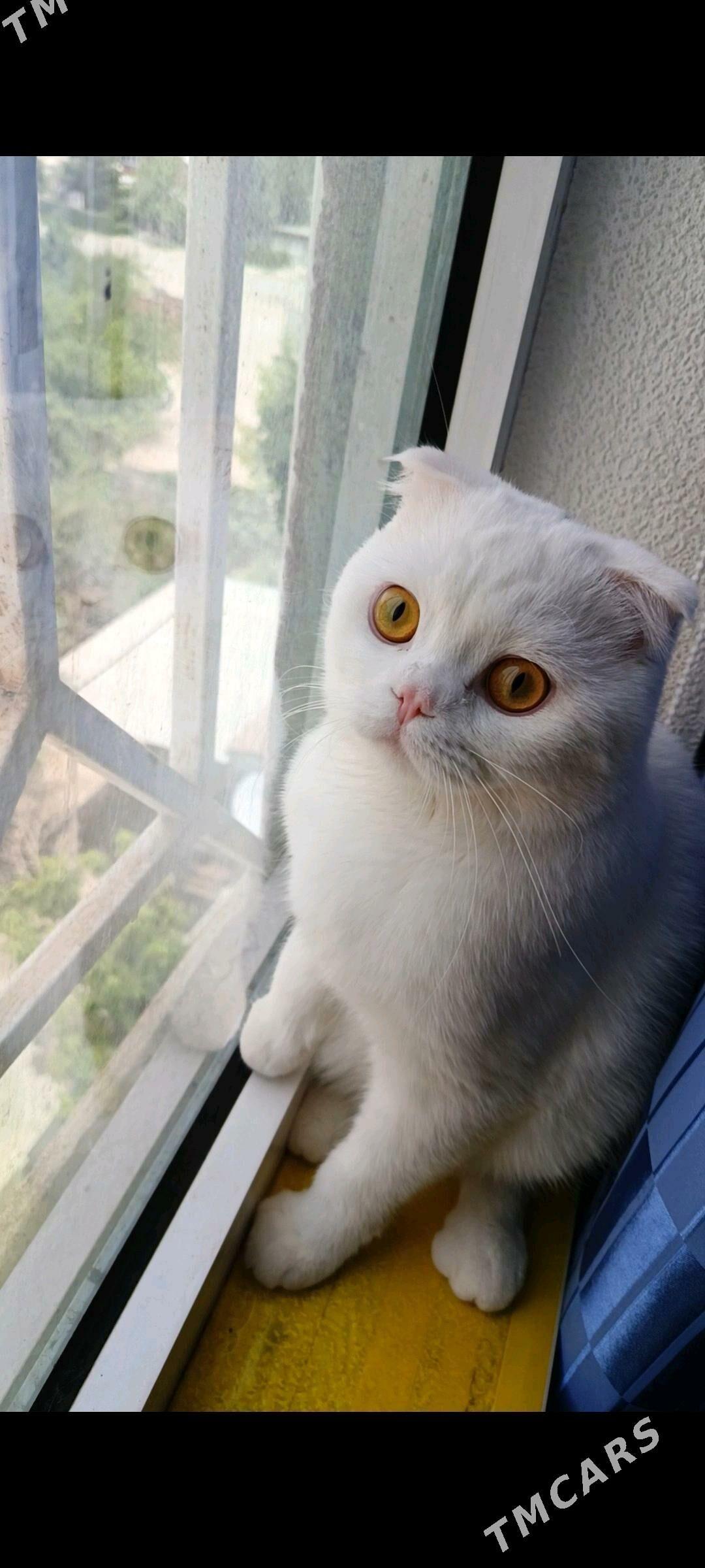 кот для вязки срочно!!! - Mary - img 1