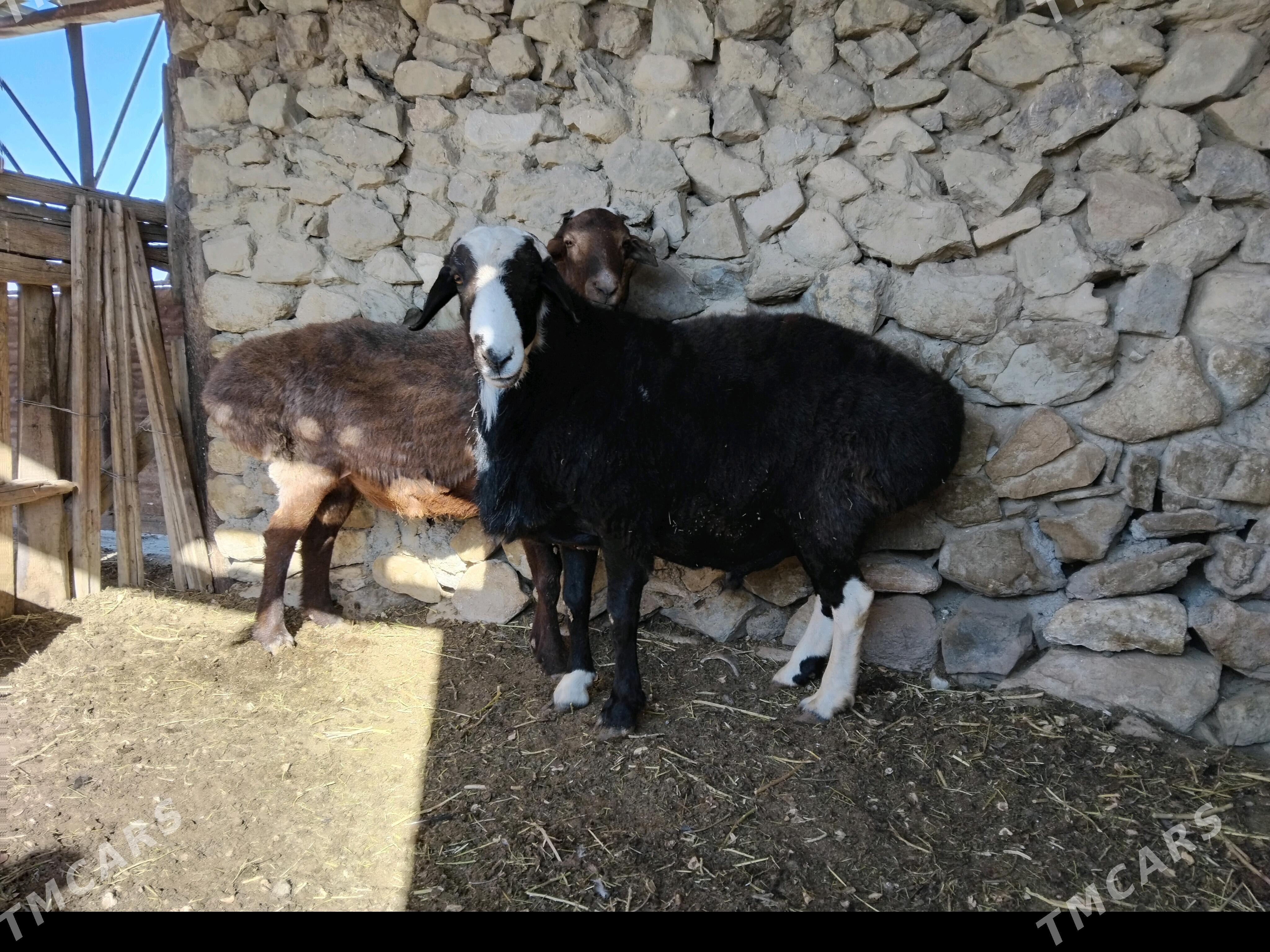 Goc - Берекет - img 3