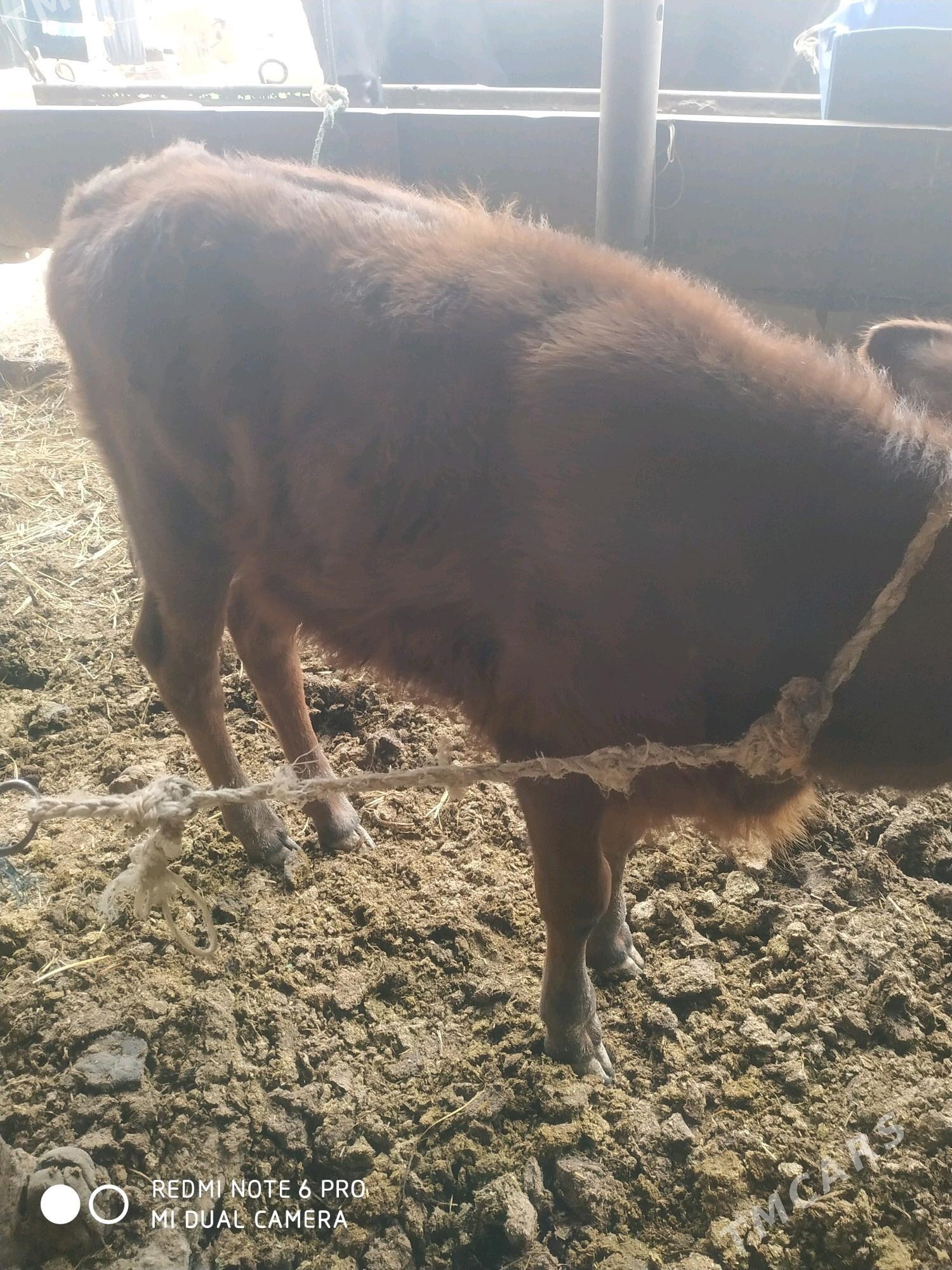 сыгыр - Çärjew - img 3