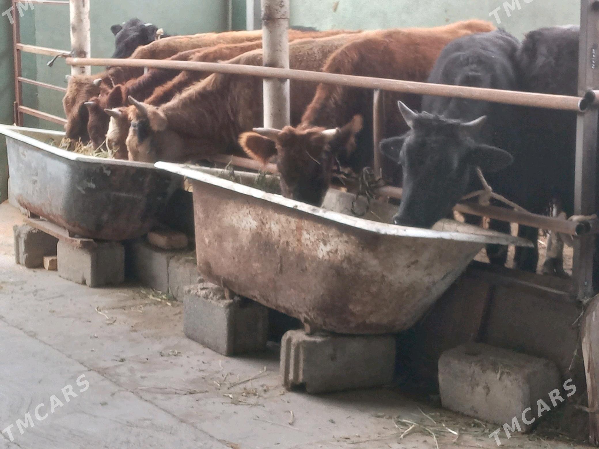 11.sany - Büzmeýin - img 2