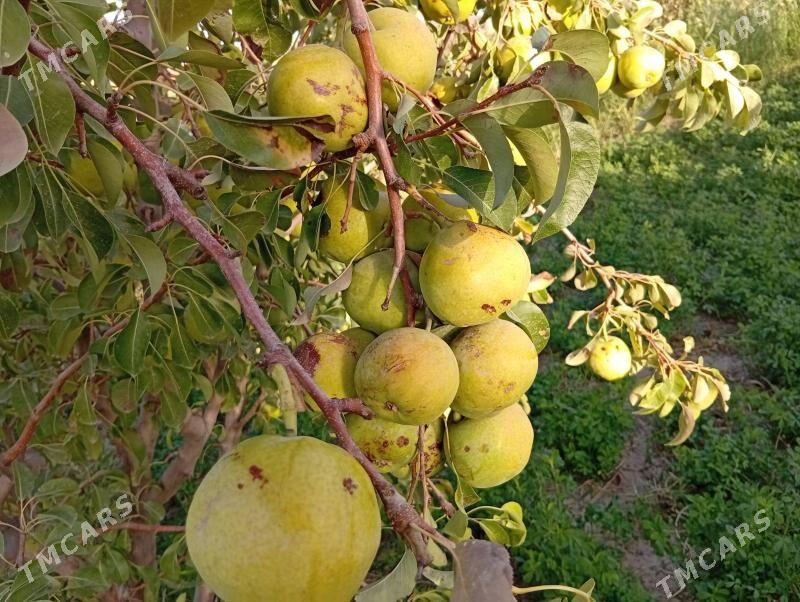 Bennesen çukur aralyk yol ugry - Gyzylarbat - img 2