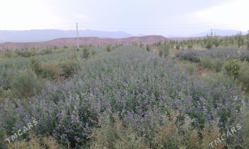 Bennesen çukur aralyk yol ugry - Gyzylarbat - img 5