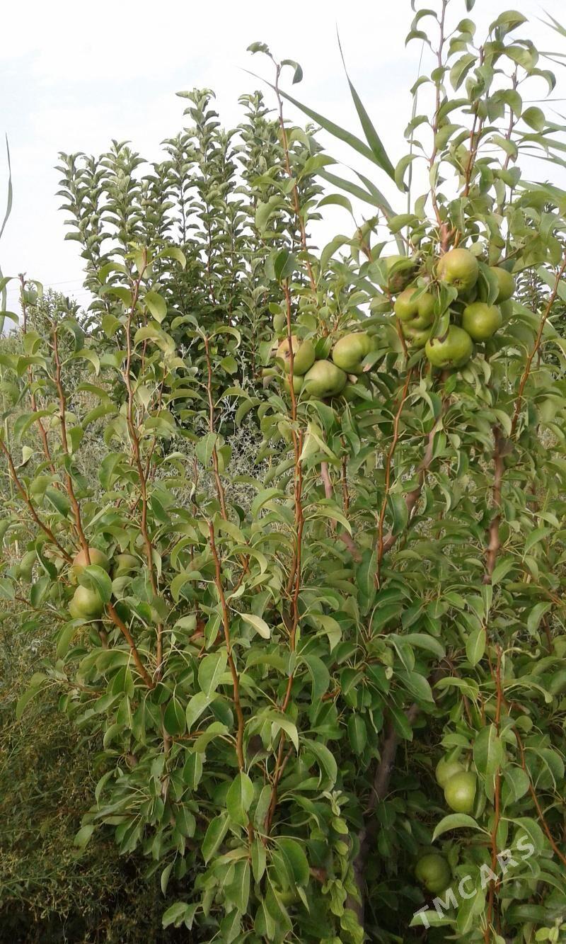 Bennesen çukur aralyk yol ugry - Gyzylarbat - img 10