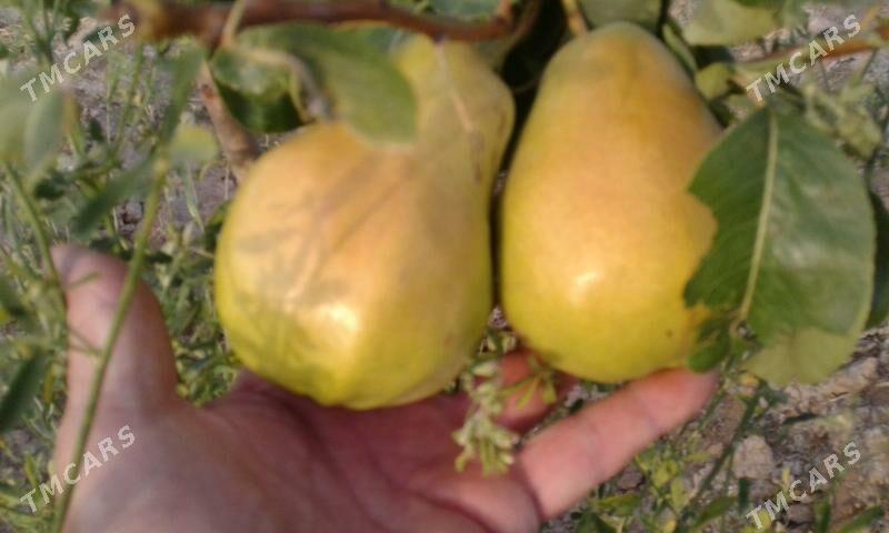 Bennesen çukur aralyk yol ugry - Gyzylarbat - img 3