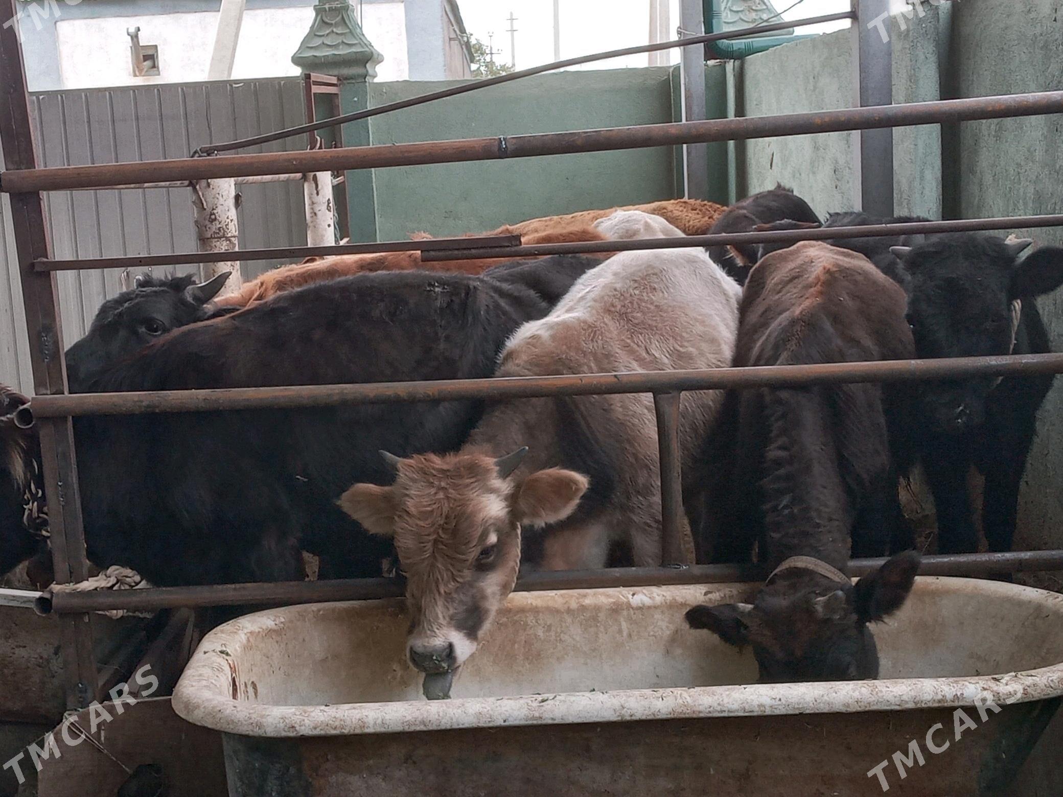 11.sany - Büzmeýin - img 3