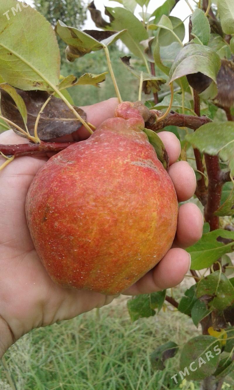 Bennesen çukur aralyk yol ugry - Gyzylarbat - img 4