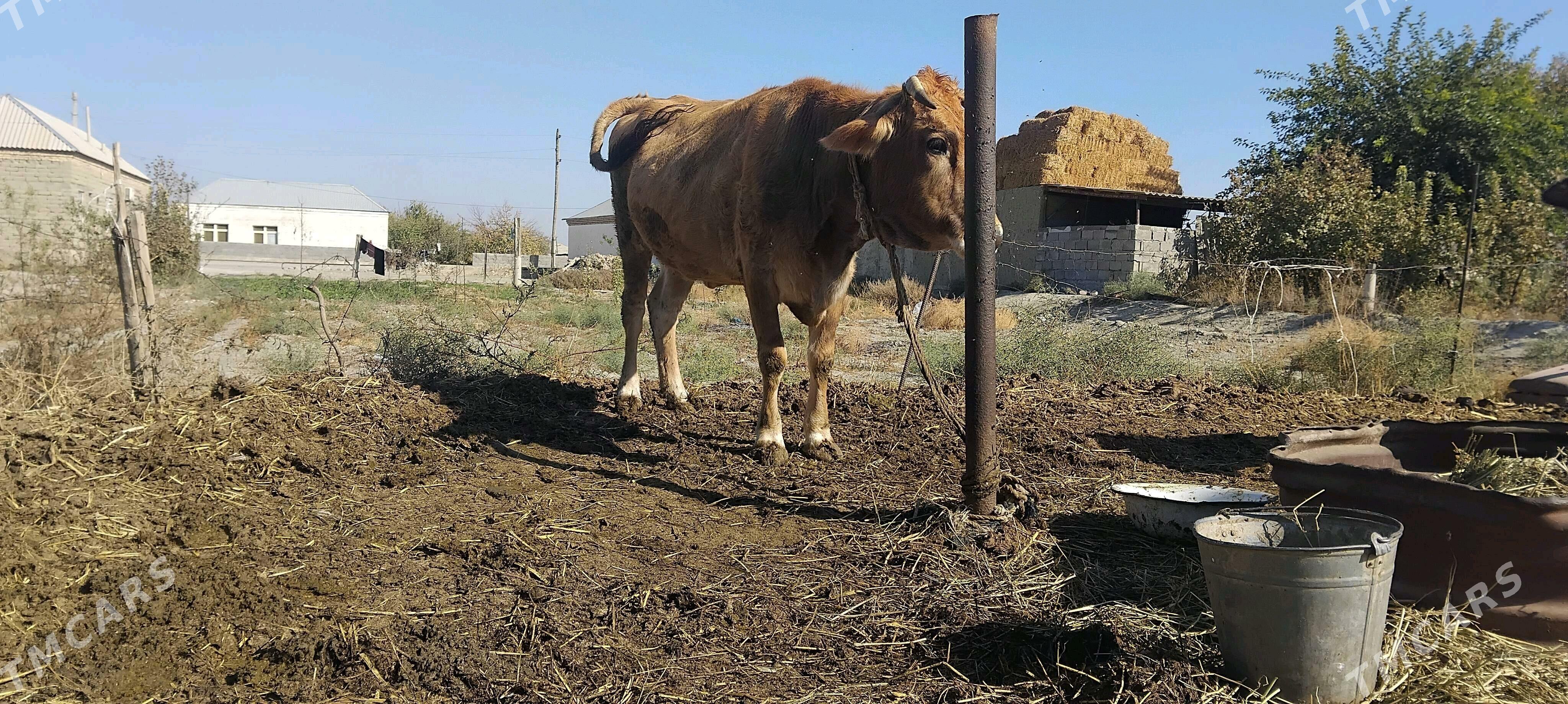 sygyr - Bäherden - img 1