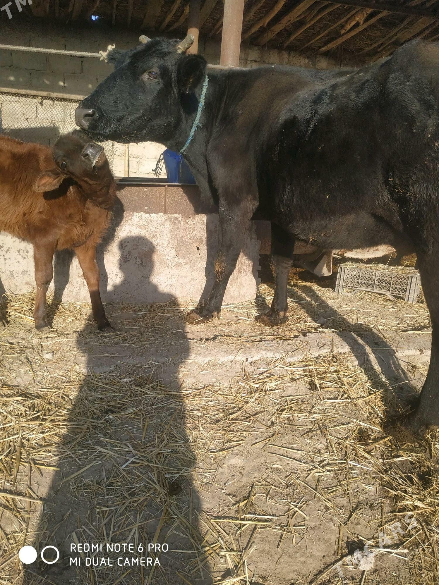 сыгыр - Çärjew - img 1