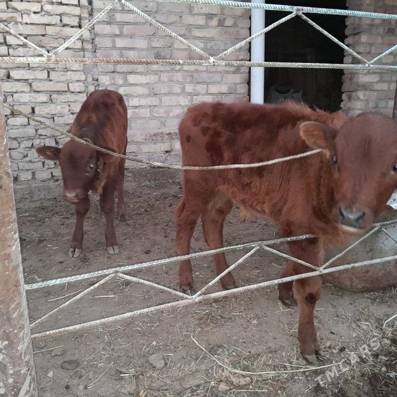 saglyk mal. - Türkmenabat - img 3