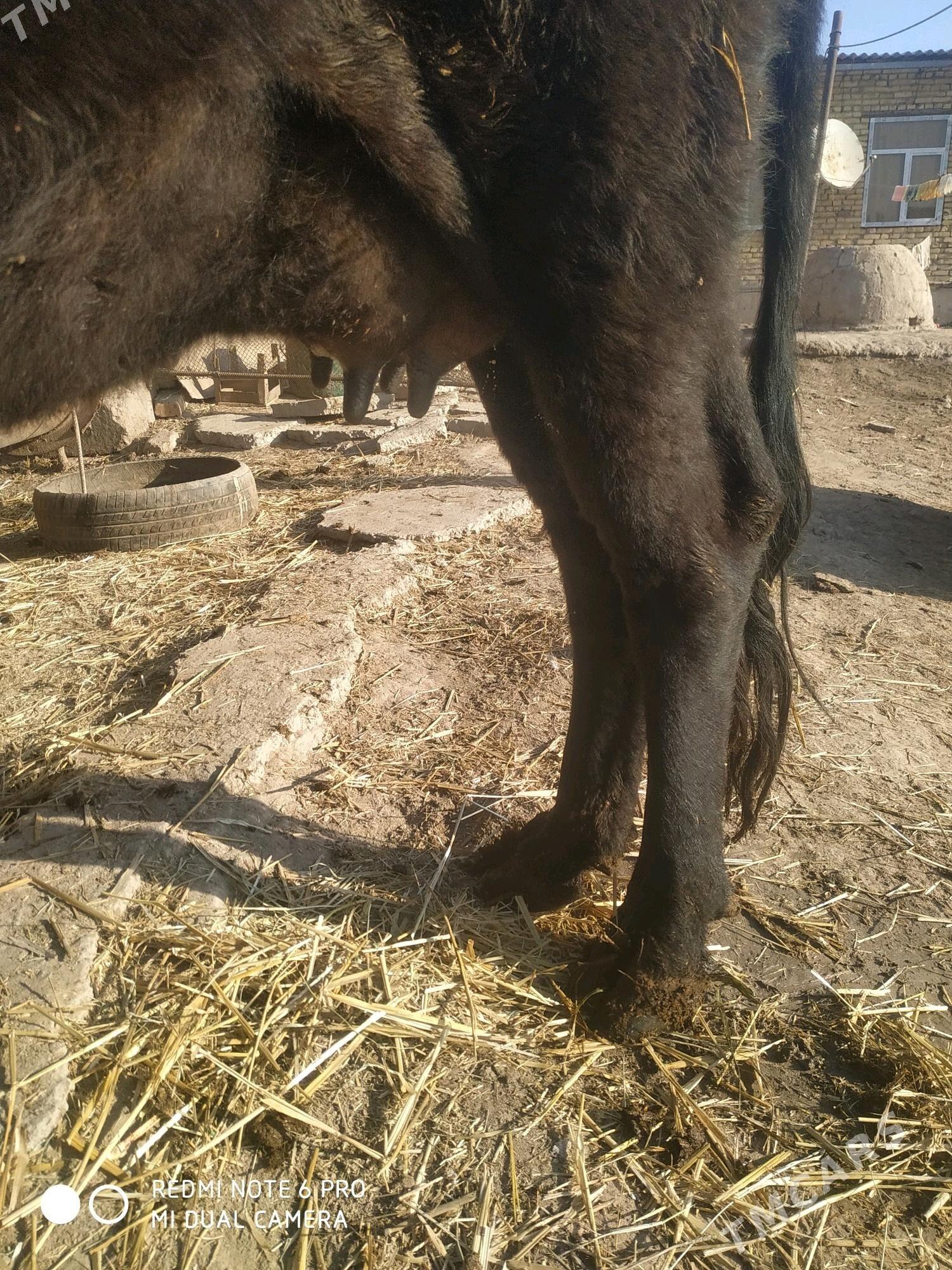 сыгыр - Çärjew - img 2