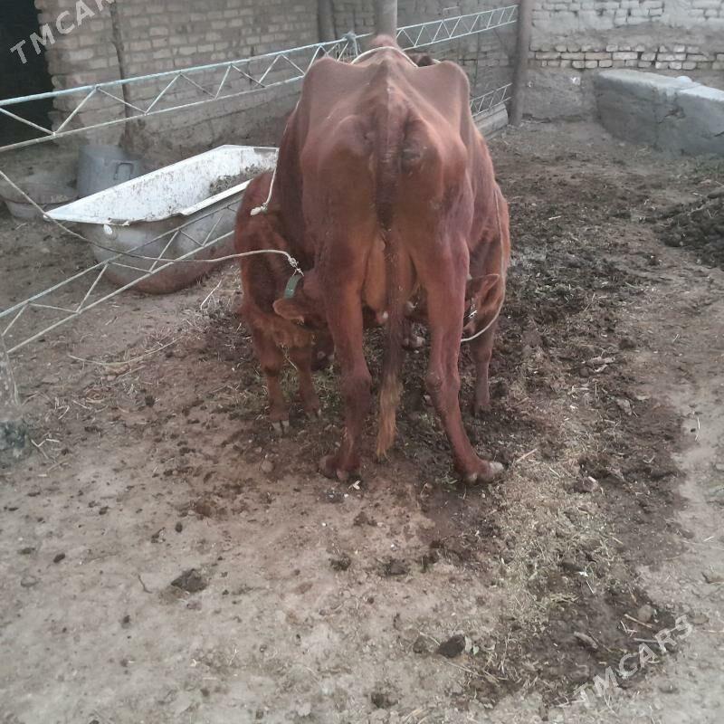 saglyk mal. - Türkmenabat - img 4