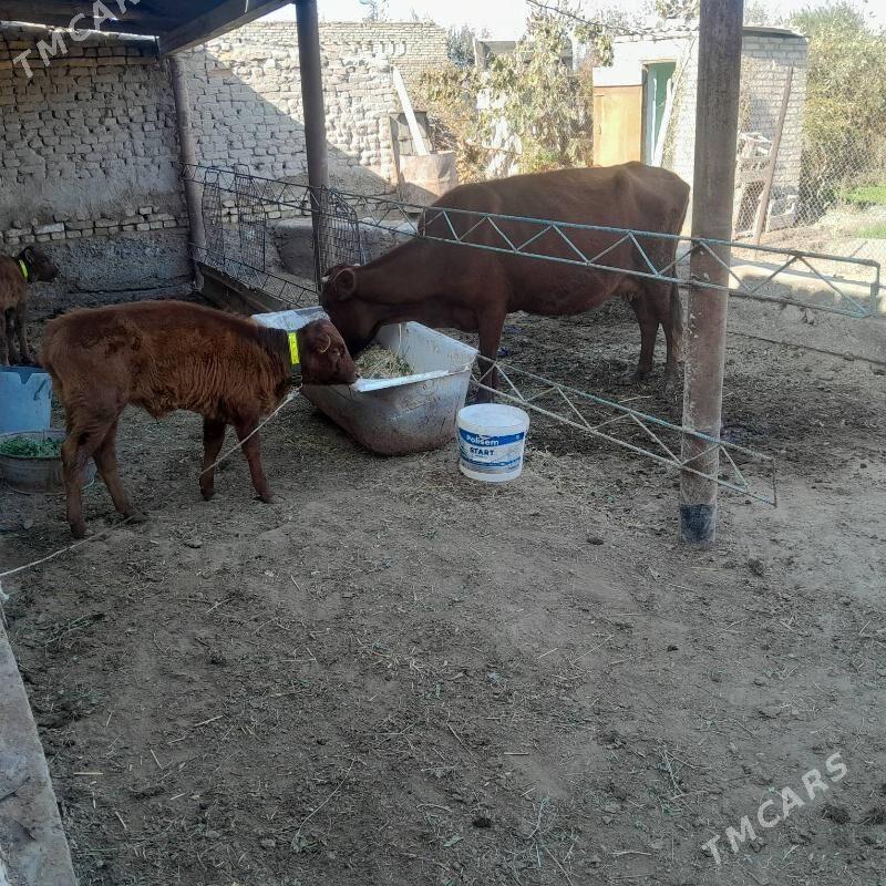 saglyk mal. - Türkmenabat - img 5