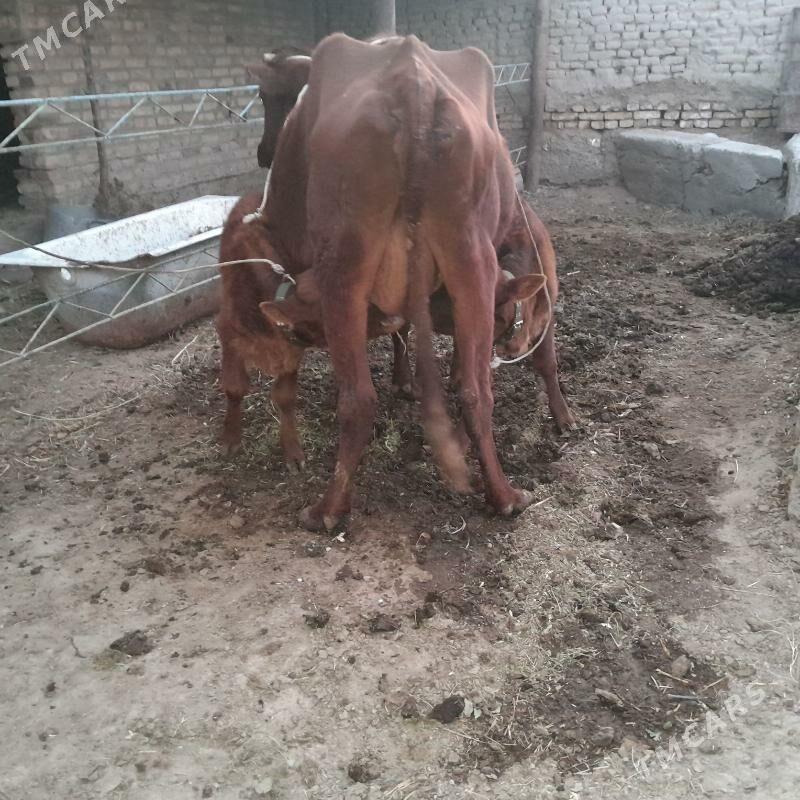 saglyk mal. - Türkmenabat - img 2