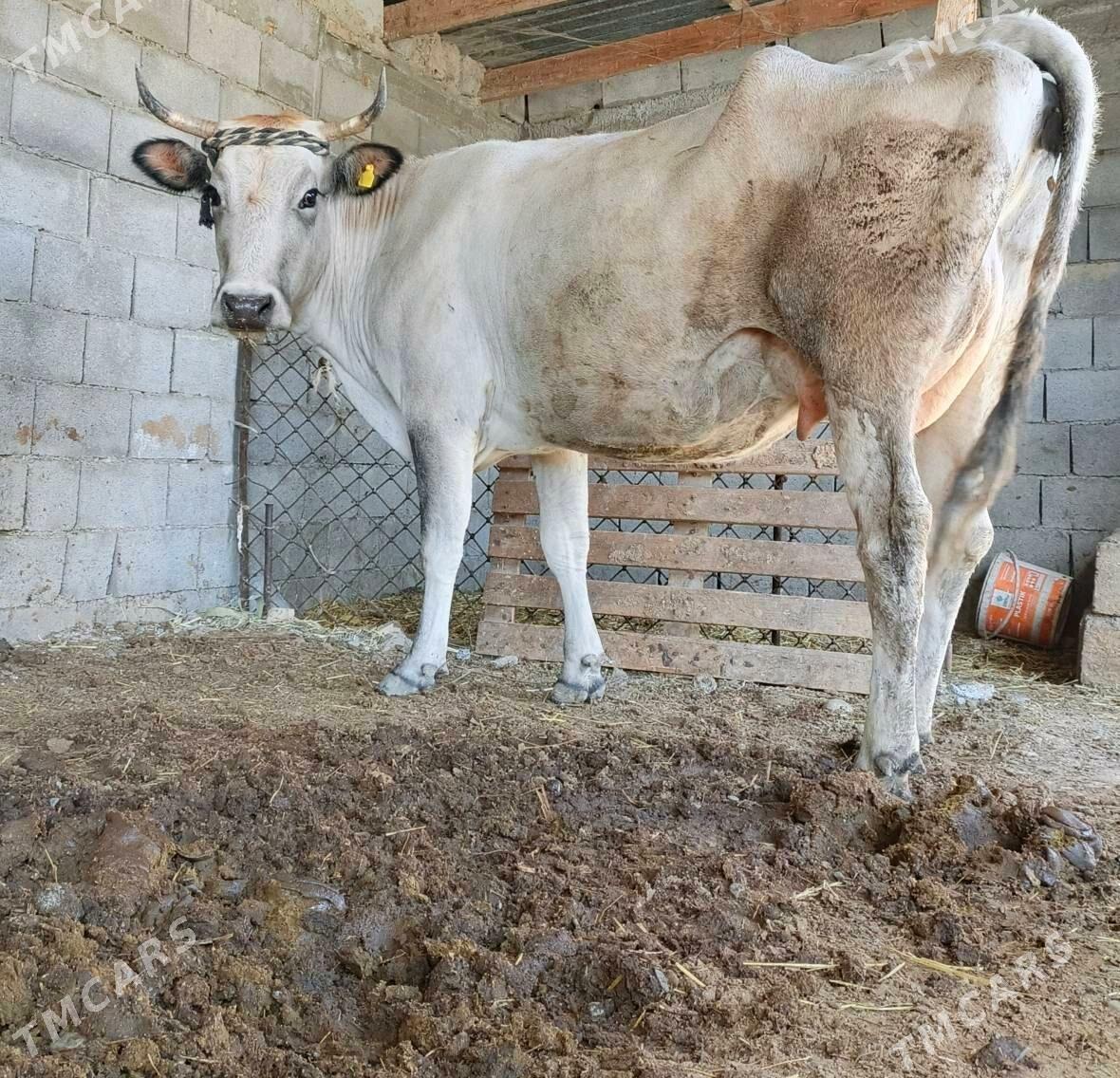 GÖLELİ SYGYR - Gökdepe - img 2