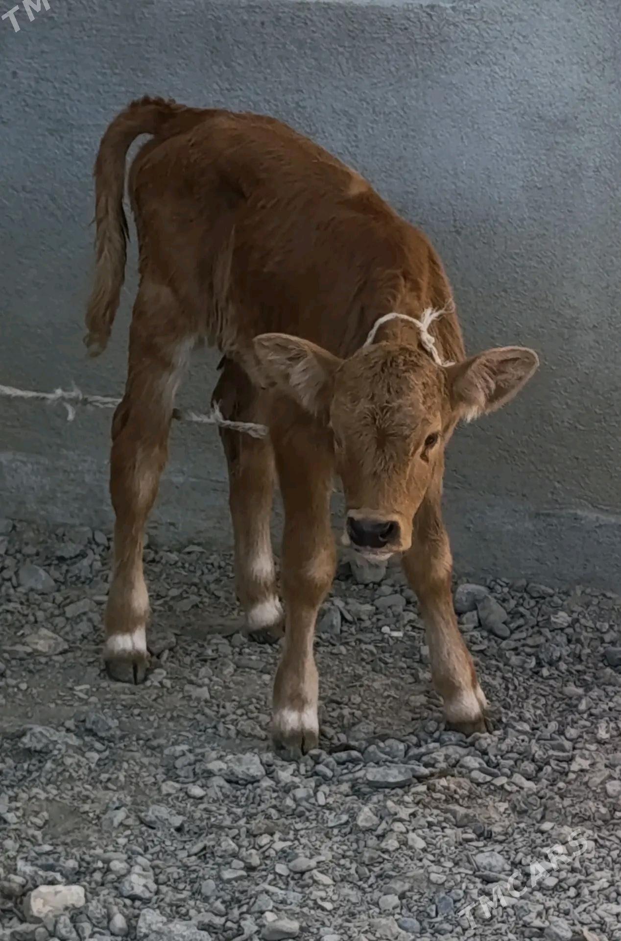 GÖLELİ SYGYR - Gökdepe - img 4