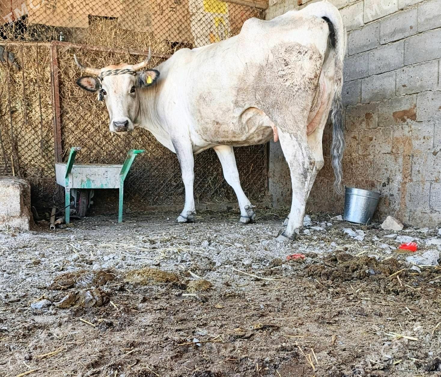 GÖLELİ SYGYR - Gökdepe - img 3