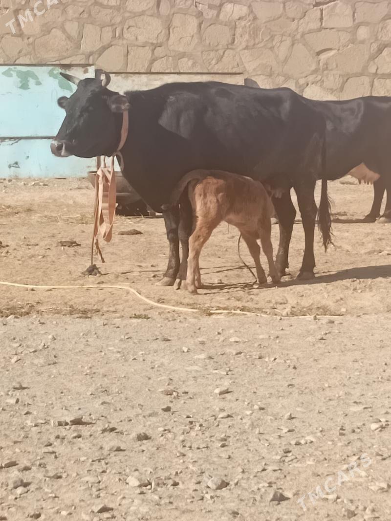 Tohum göleli sygyr - Гызыларбат - img 1