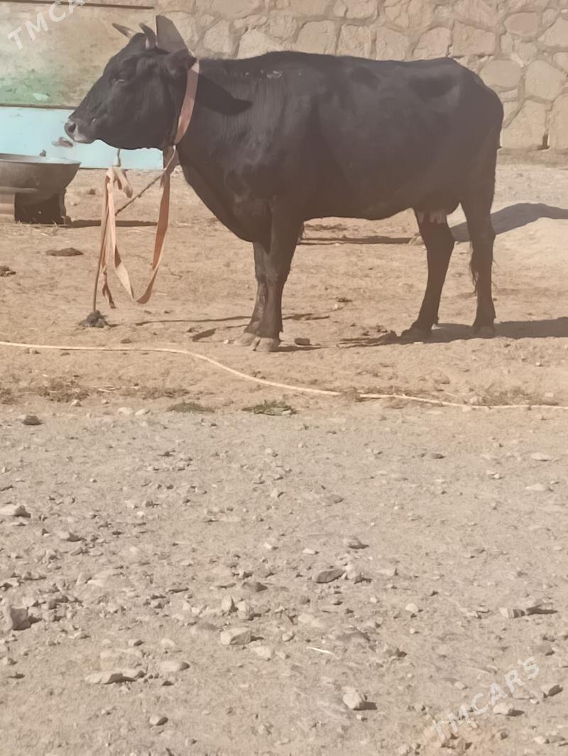 Tohum göleli sygyr - Гызыларбат - img 2