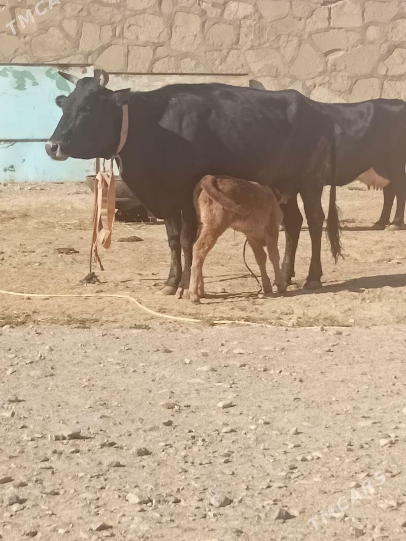 Tohum göleli sygyr - Гызыларбат - img 3