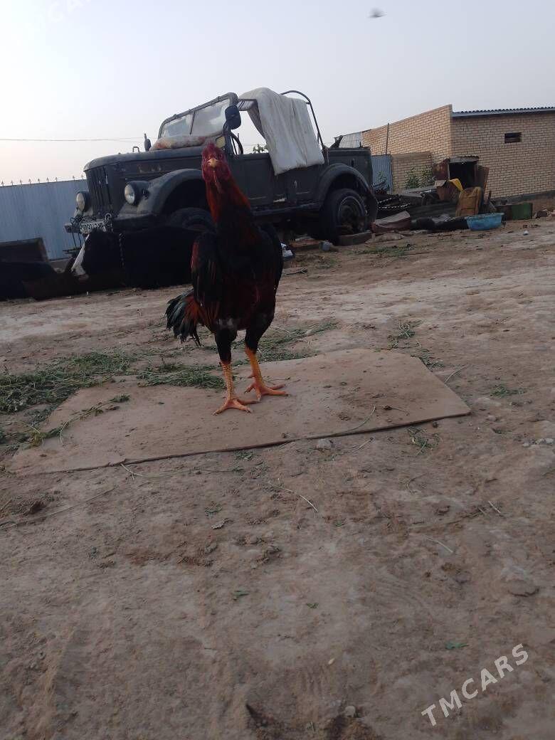 bayes horaz - Mary - img 3