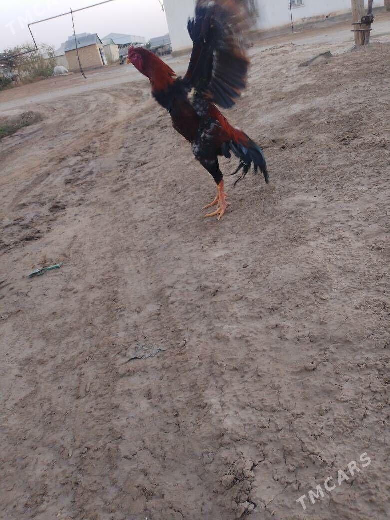 bayes horaz - Mary - img 4