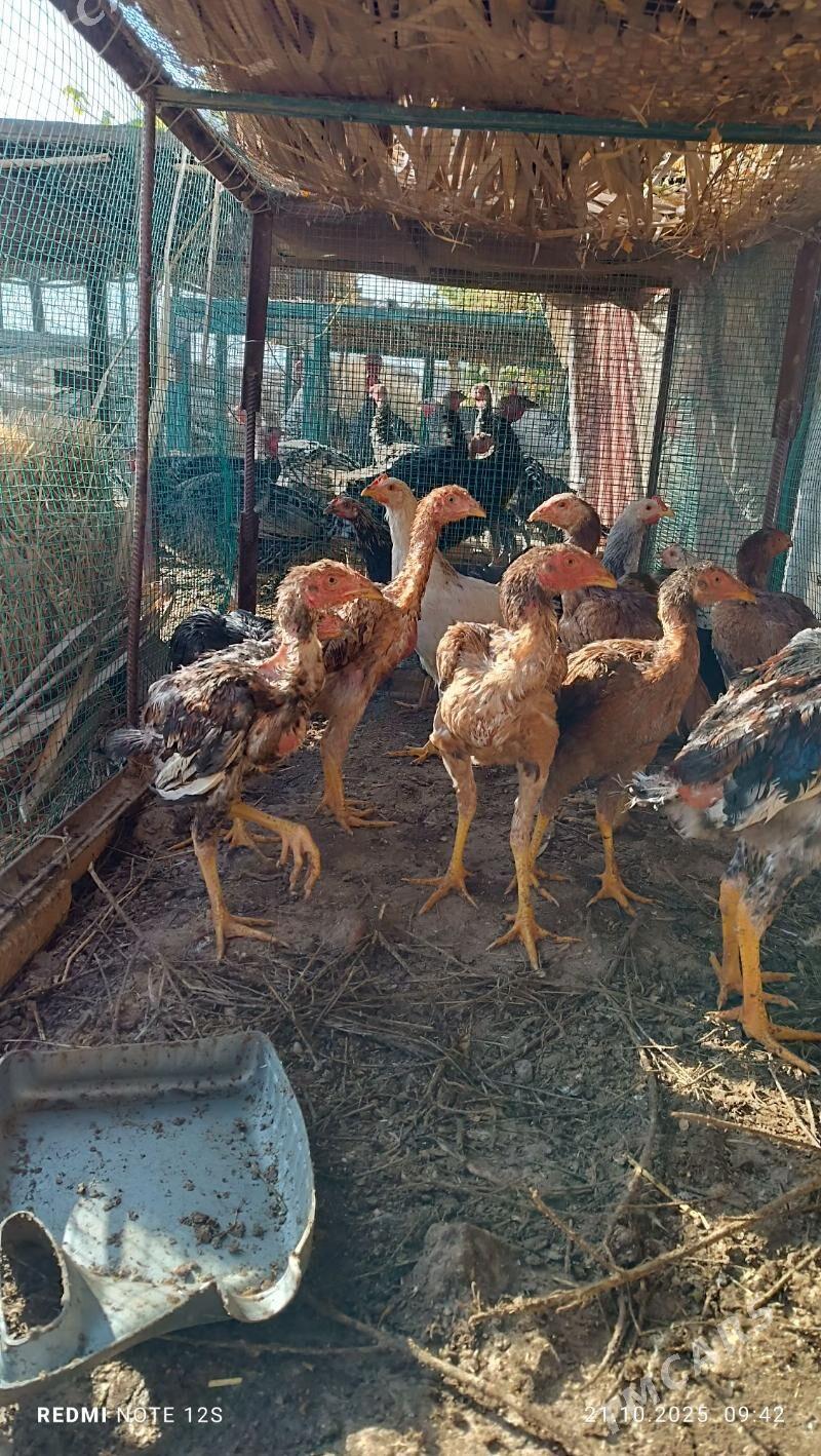 juyjeler - Дянев - img 5