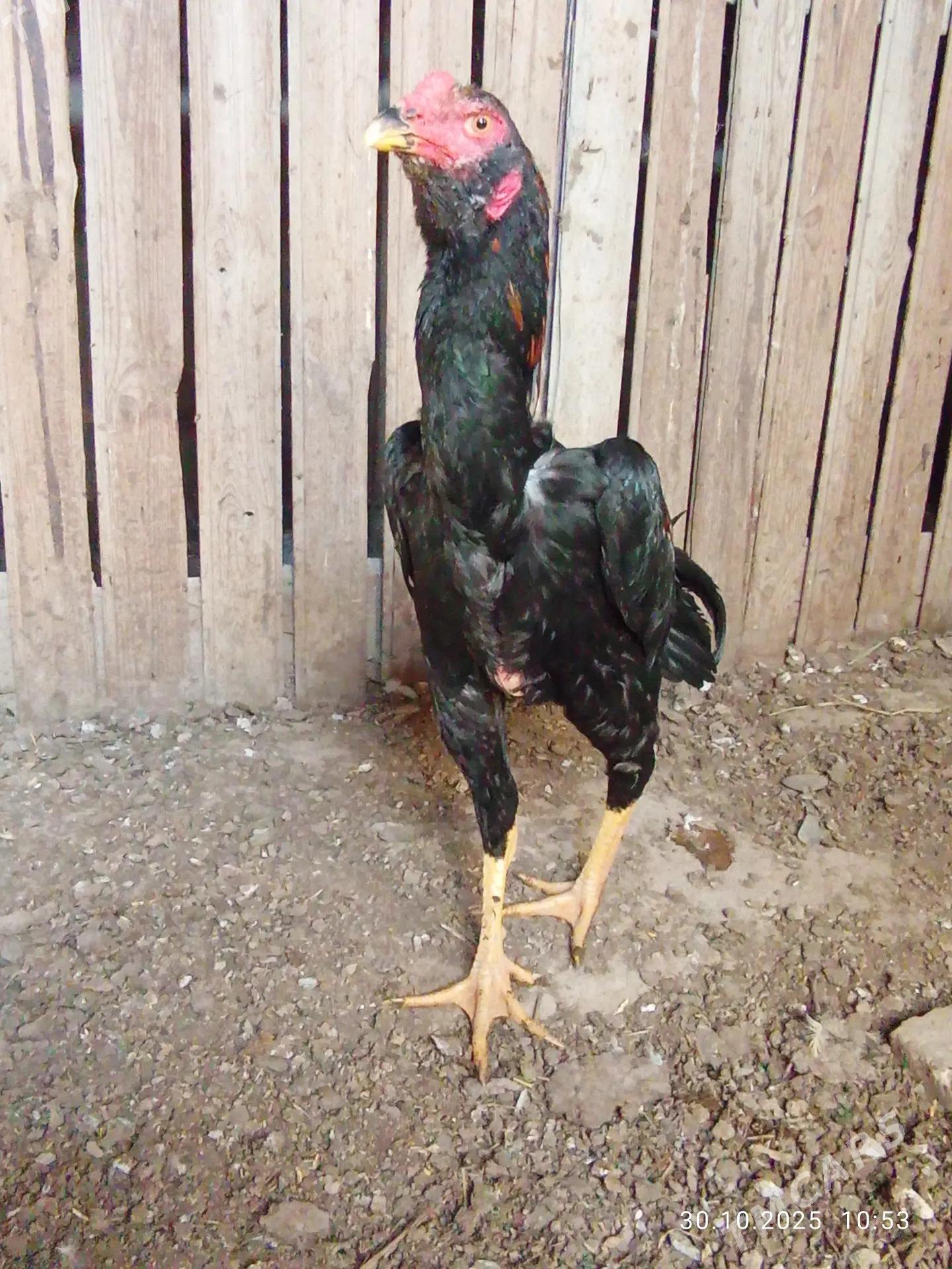 horaz bayes - Mary - img 3