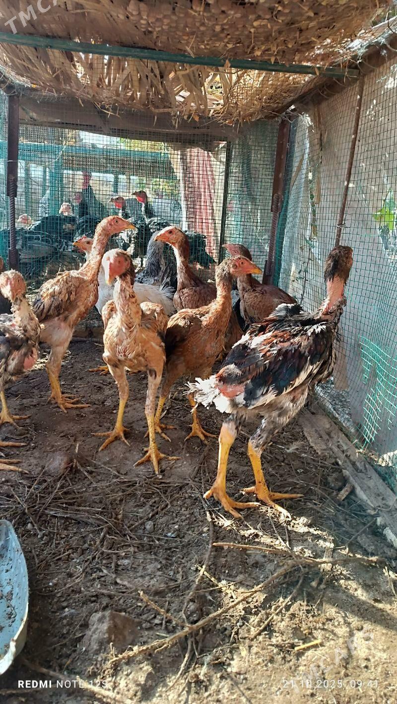 juyjeler - Дянев - img 6