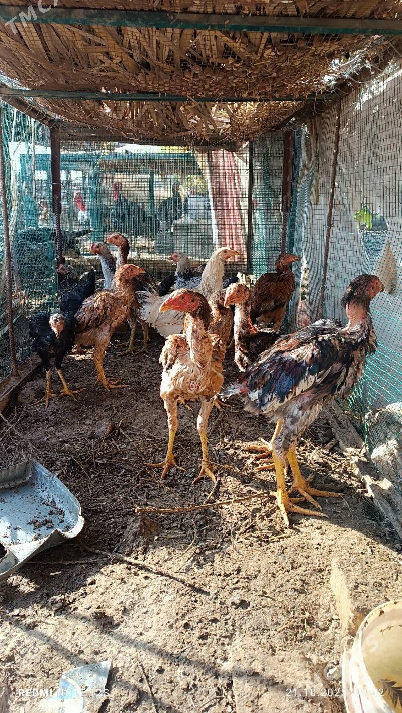 juyjeler - Дянев - img 7