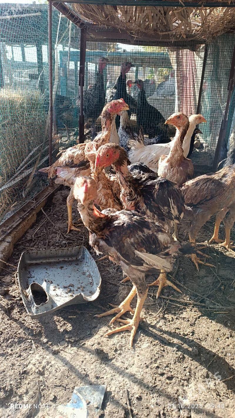 juyjeler - Дянев - img 2