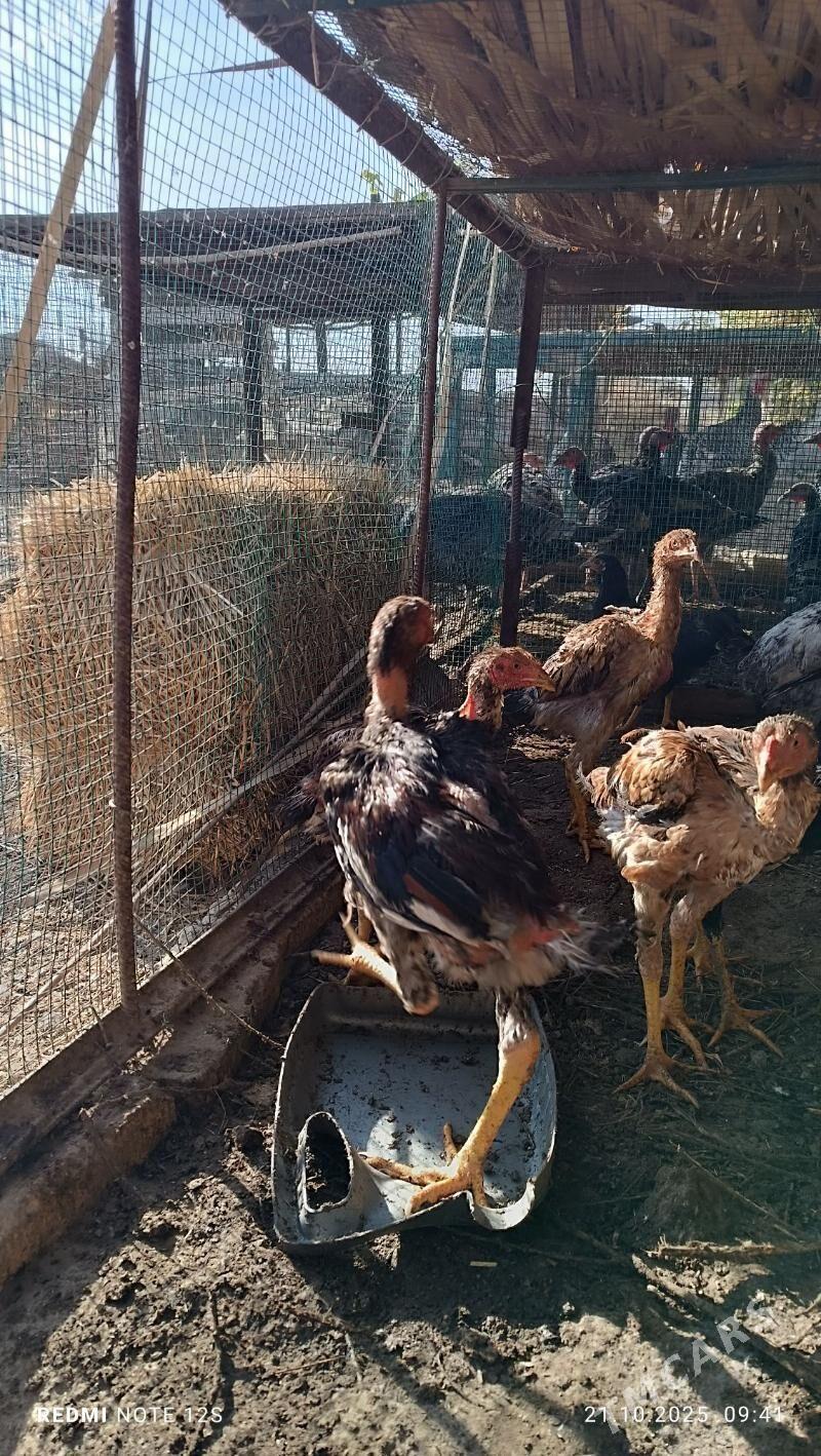 juyjeler - Дянев - img 3